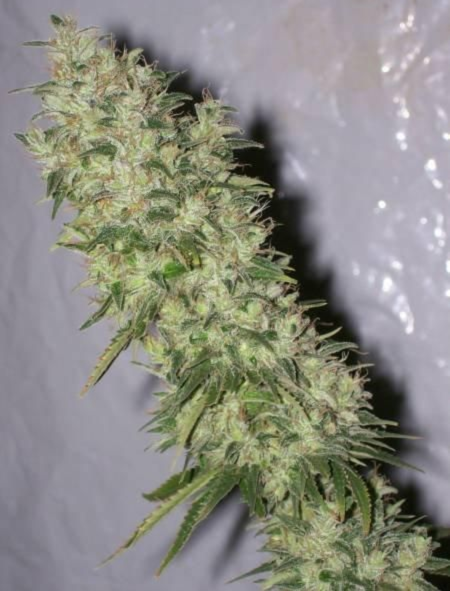 NL5 x Haze Regulär