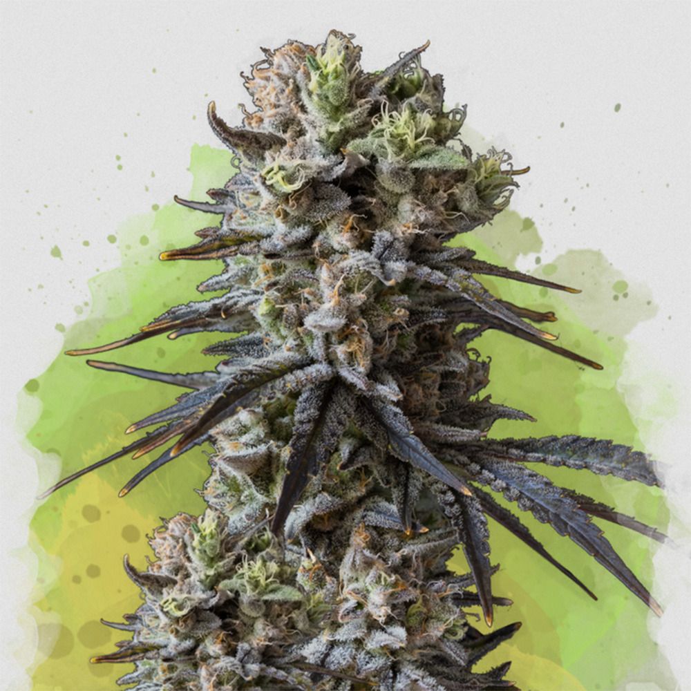 Lithium OG Kush Auto