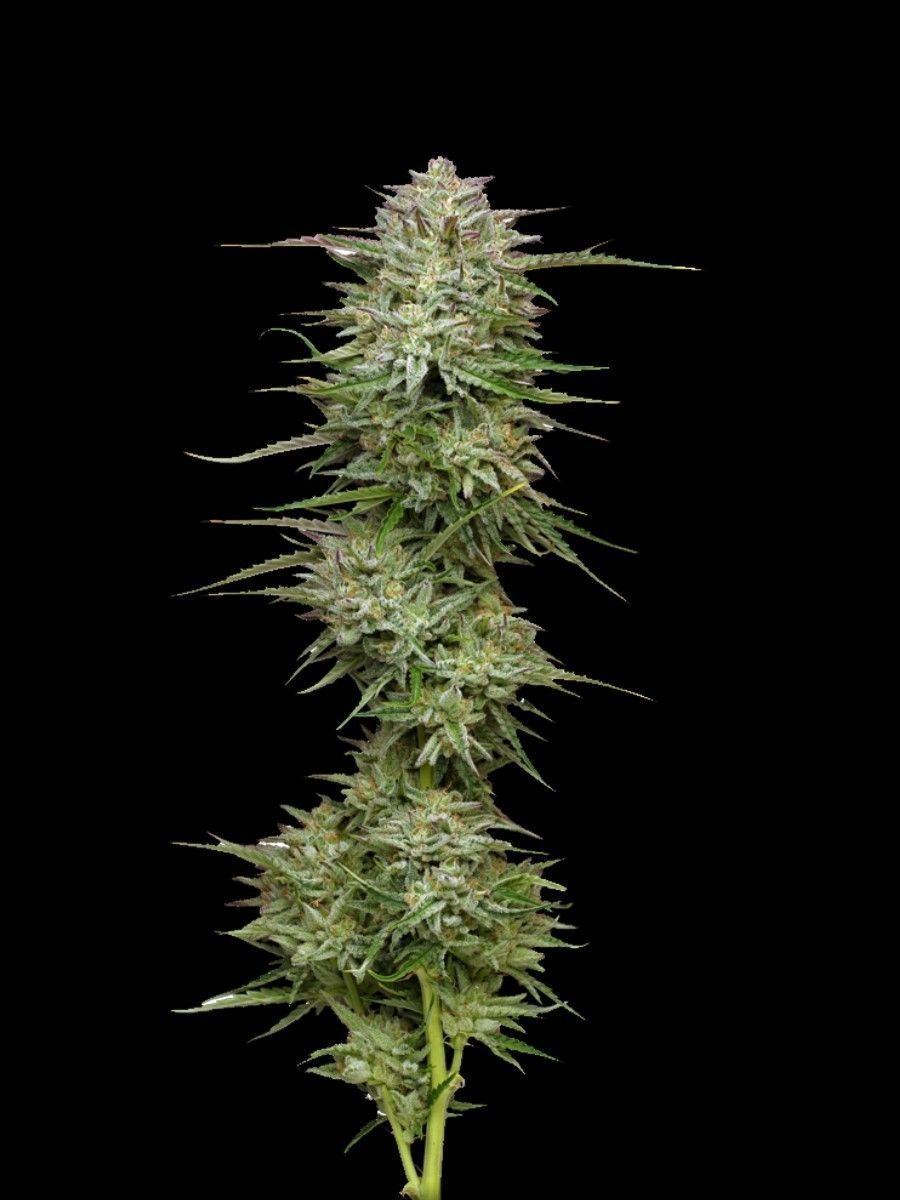 Pound Town Auto