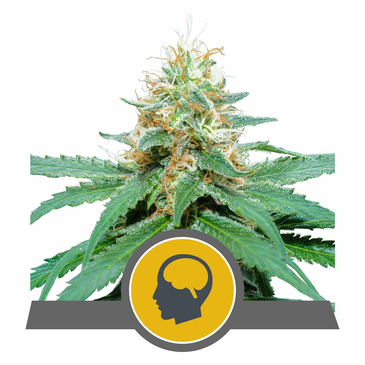 Amnesia Haze Regulär