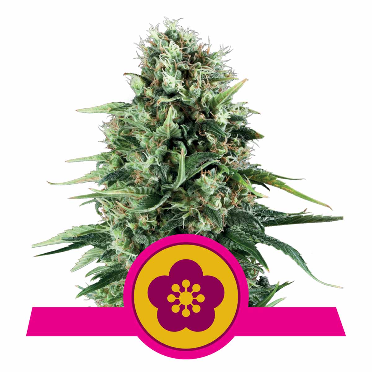 Power Flower Feminisiert