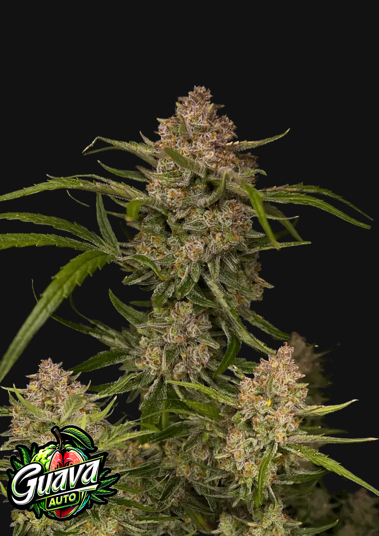 Guava Auto