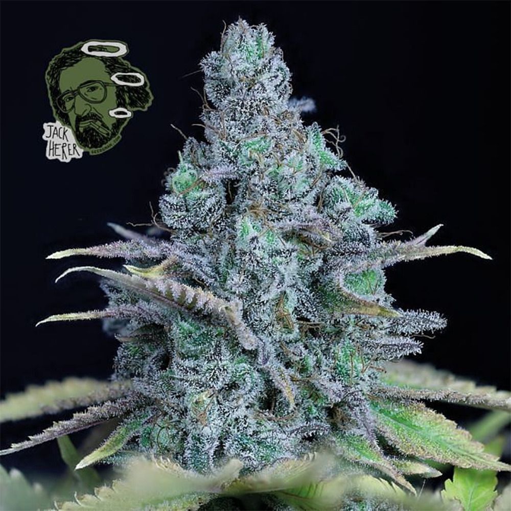 Jack Herer Feminisiert