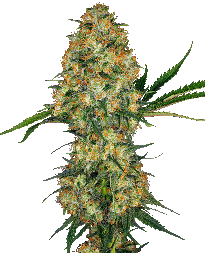 Hindu Kush Feminisiert