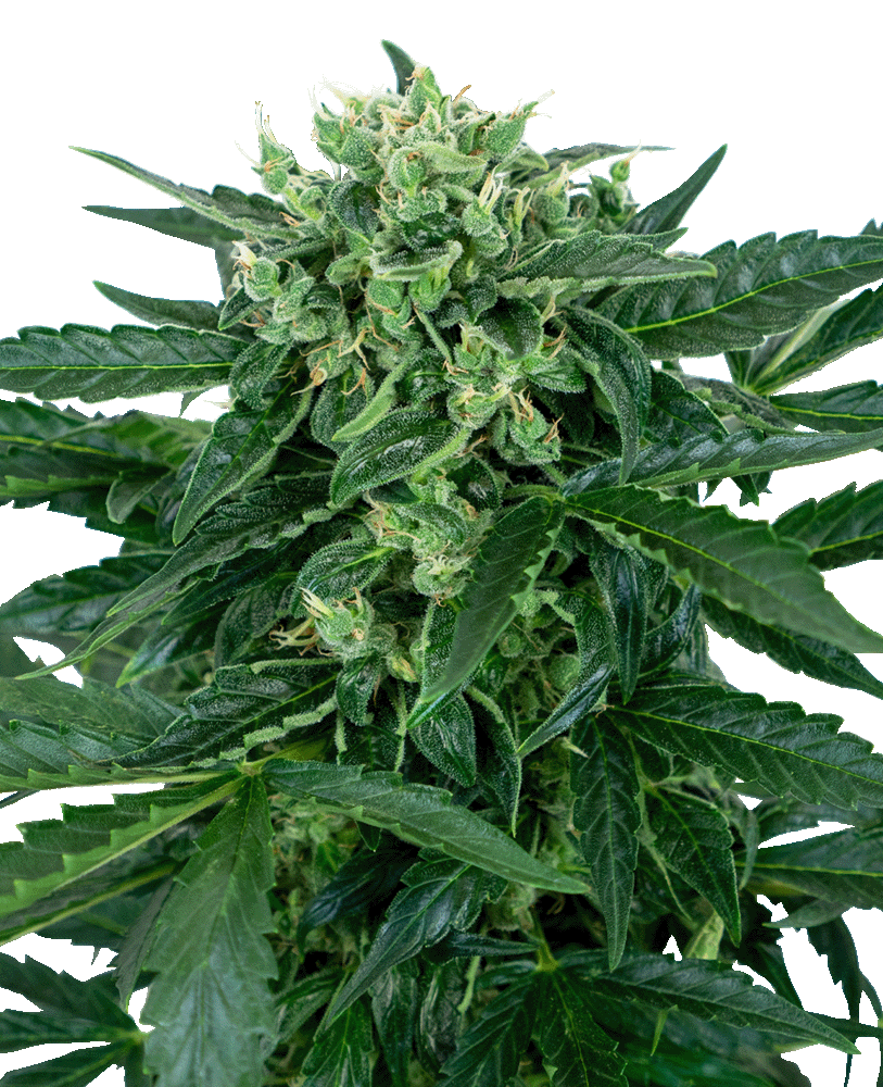 Sensi Amnesia Automatic