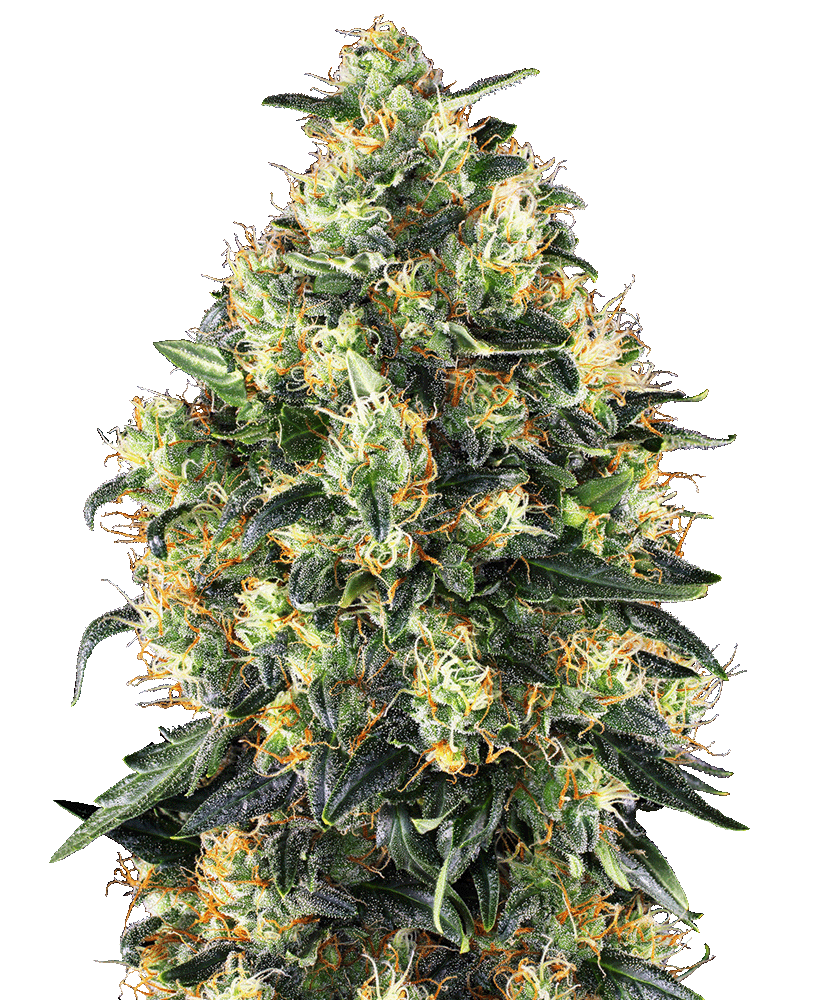 Super Skunk Automatic