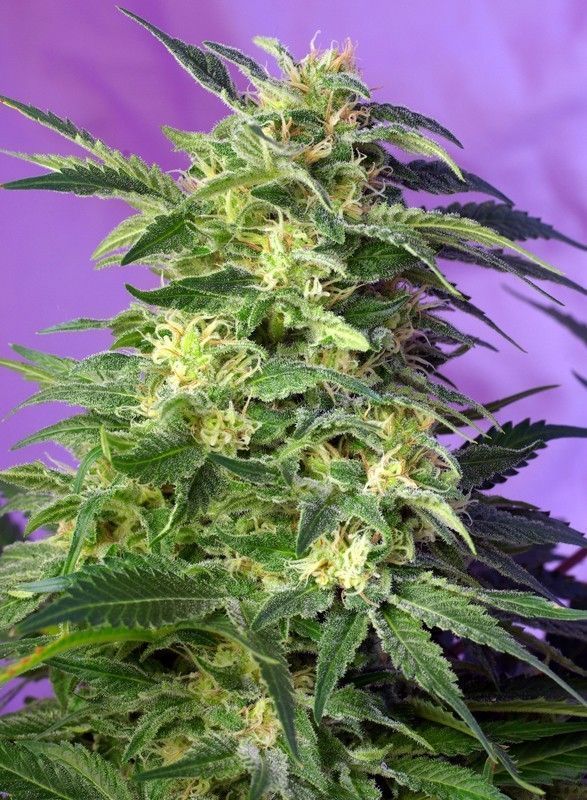 Killer Kush Auto