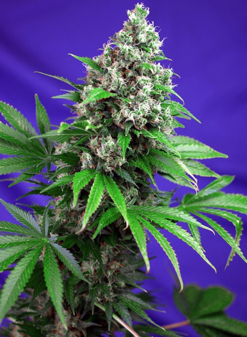 Killer Kush F1 Fast Feminisiert