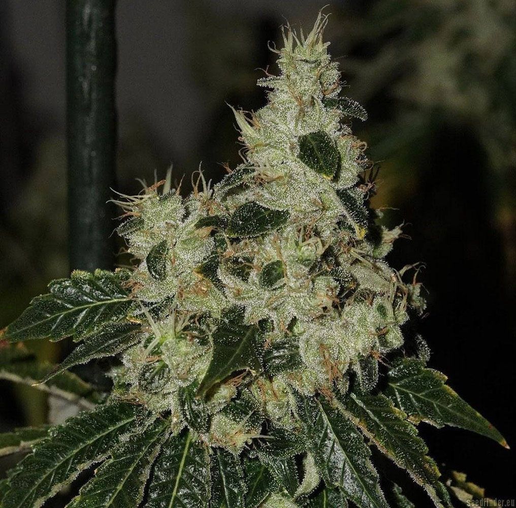 Chem 91 Feminisiert