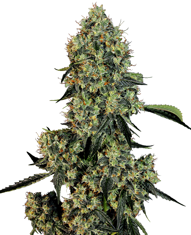 OG Kush Feminisiert