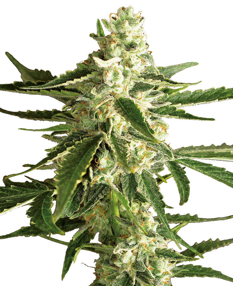 White Diesel Haze Automatic