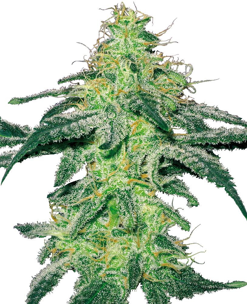White Skunk Feminisiert