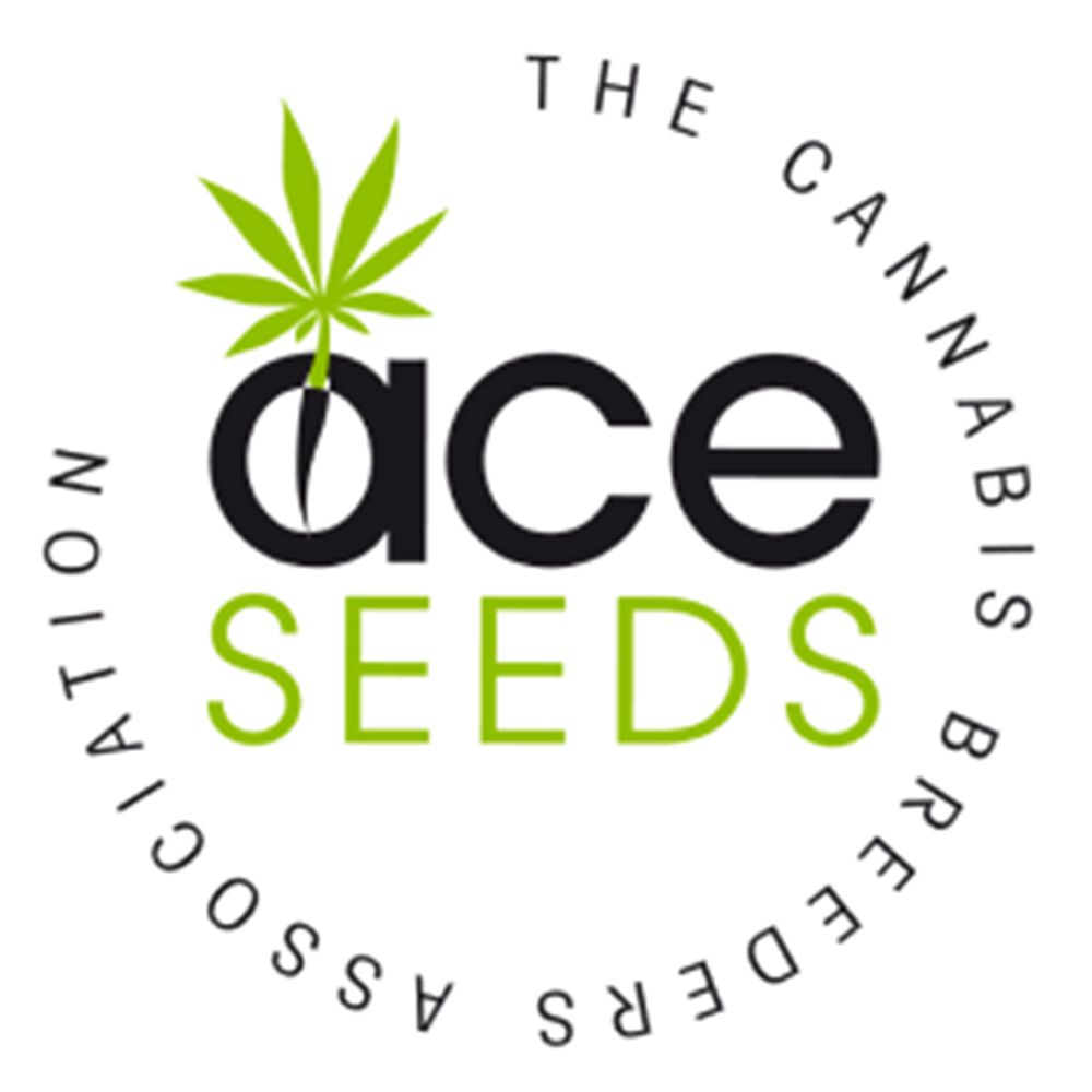 Seeds24 ACE Seeds Hanfsamen