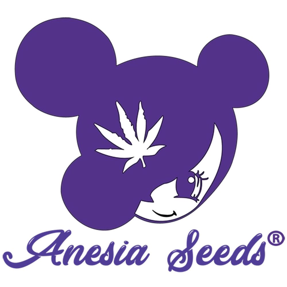 Seeds24 Anesia Seeds Hanfsamen