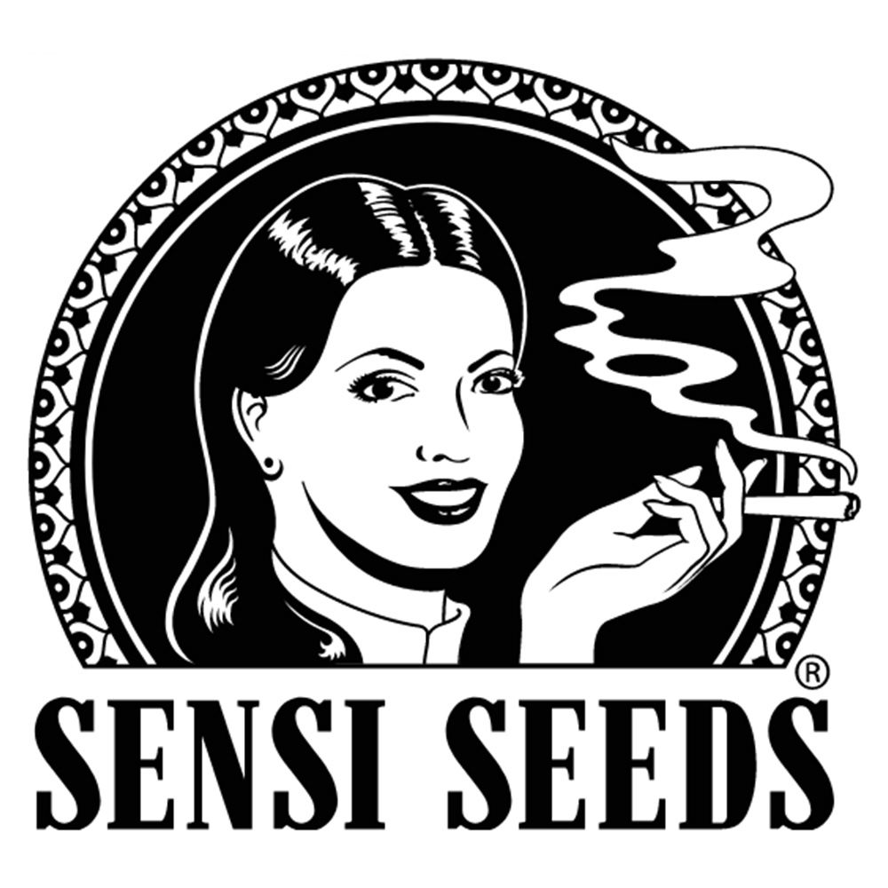 Seeds24 Sensi Seeds Hanfsamen