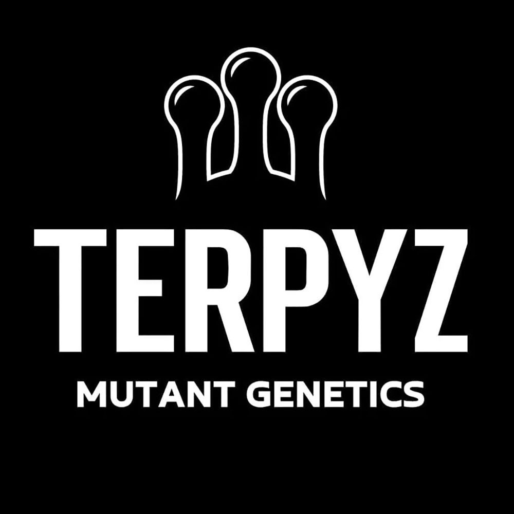 Seeds24 Terpyz Mutant Genetics Hanfsamen