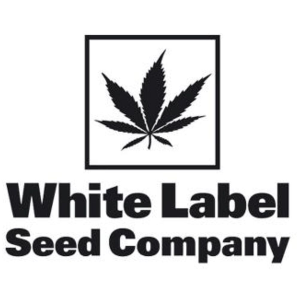 Seeds24 White Lable Seed Company Hanfsamen