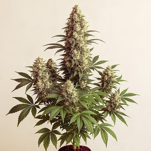 Ak-47 Cannabissamen Empfehlung