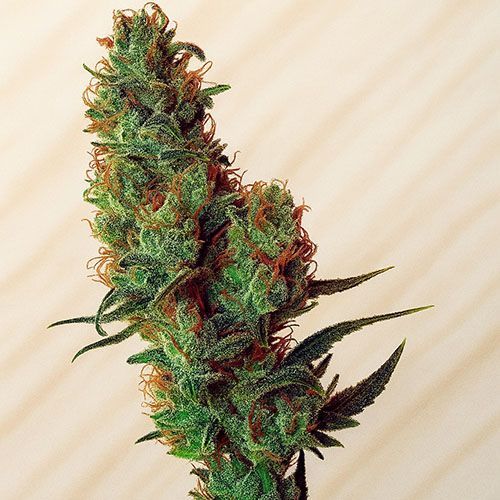 Jack Herer Hanfsamen Empfehlung