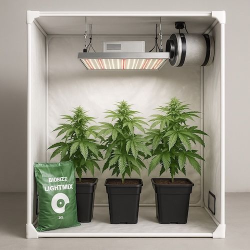 3 Pflanzen Growbox
